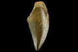 Serrated, Raptor Tooth - Real Dinosaur Tooth #124873-1